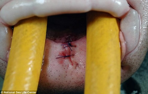 爱吃青菜的鲨鱼 世界第一吃素鲨鱼 (图)