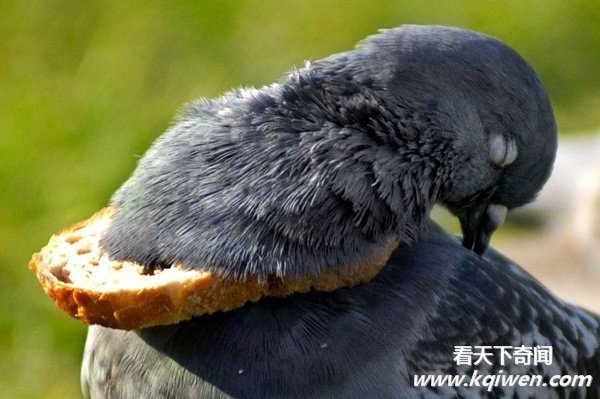 实拍动物奇趣瞬间,萌翻了