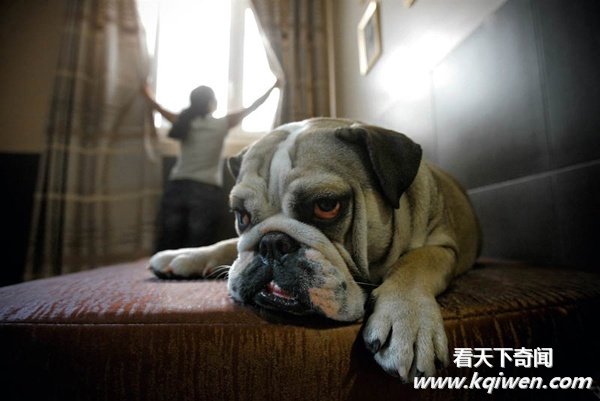 实拍动物奇趣瞬间,萌翻了