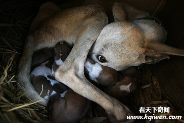 实拍动物奇趣瞬间,萌翻了