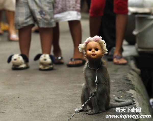 实拍动物奇趣瞬间,萌翻了