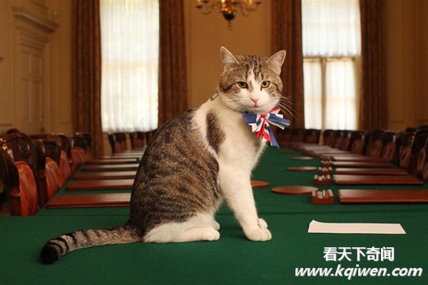 实拍动物奇趣瞬间,萌翻了